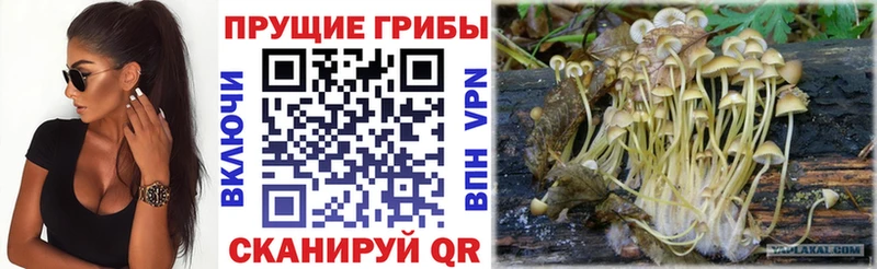 где продают наркотики  Назрань  Галлюциногенные грибы прущие грибы 